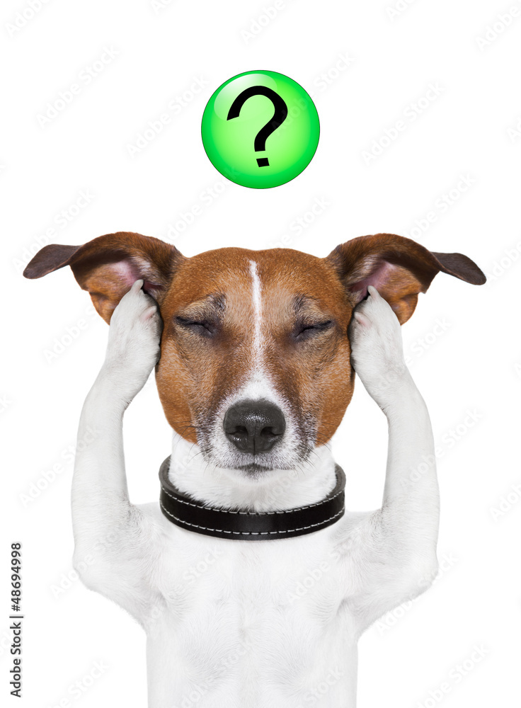 dog question mark Stock Photo Adobe Stock