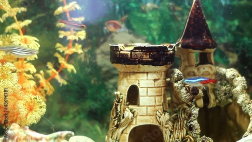 Fish swimming in the aquarium