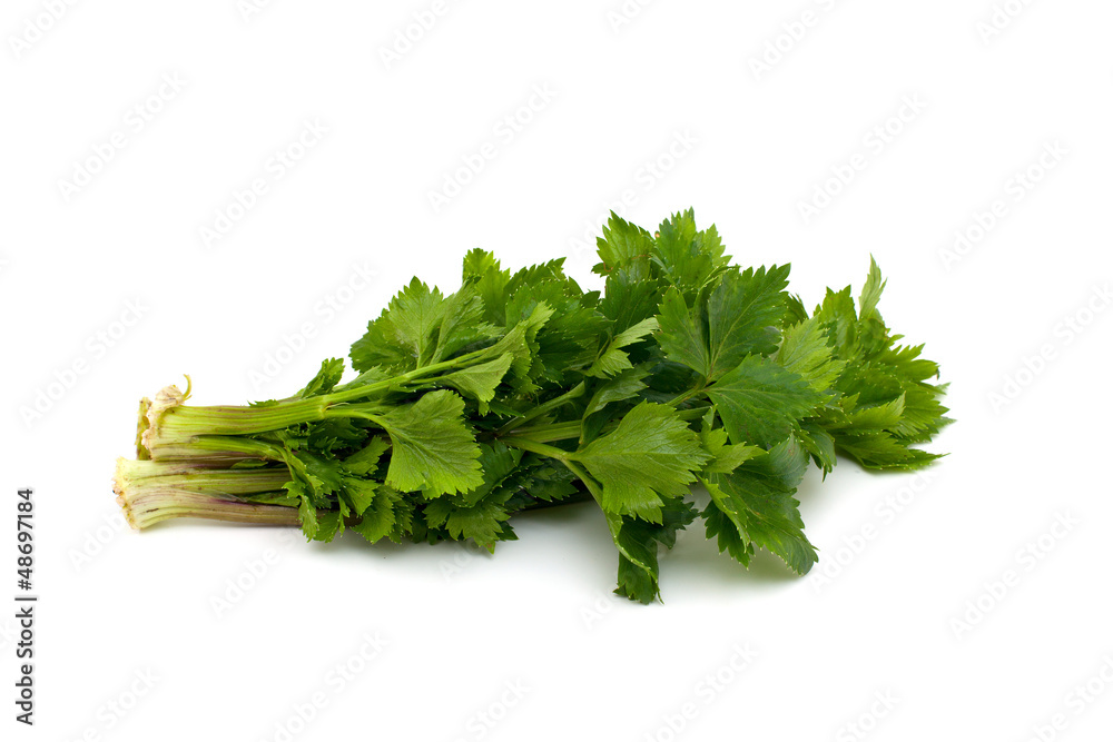 celery leafs celery leafs