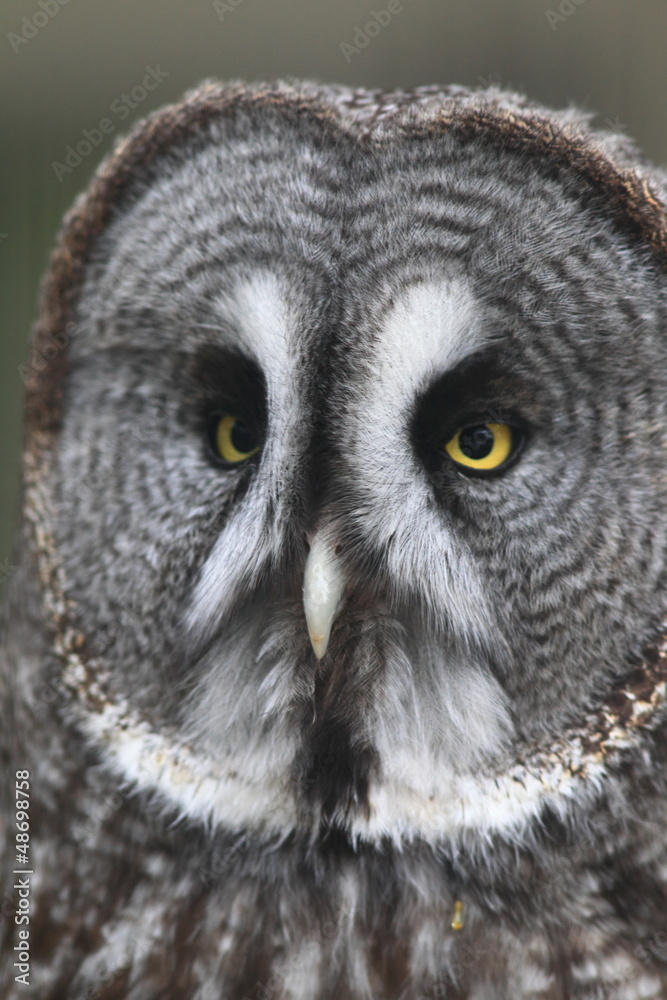 Great Grey Owl Strix nebulosa