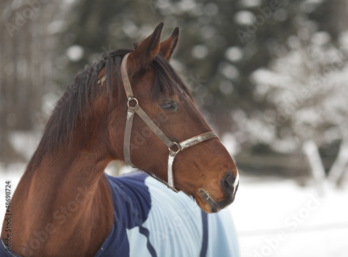 Springreiten - Sportpferd blickt mit gespitzten Ohren zur Seite