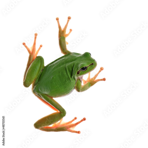 tree_frog