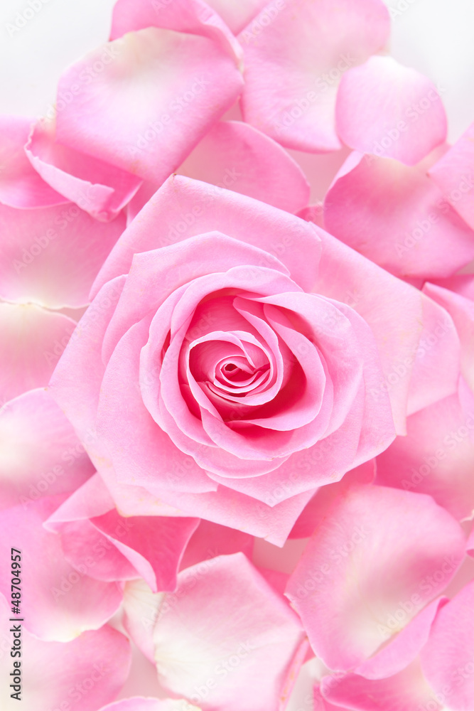 rose against the background of petals rose against the background of petals