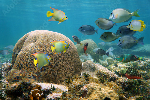 Underwater reef of the Caribbean sea with brain coral and a school of colorful tropical fish
