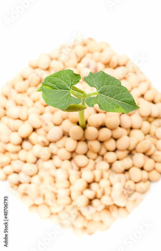 Soybean sprout isolated