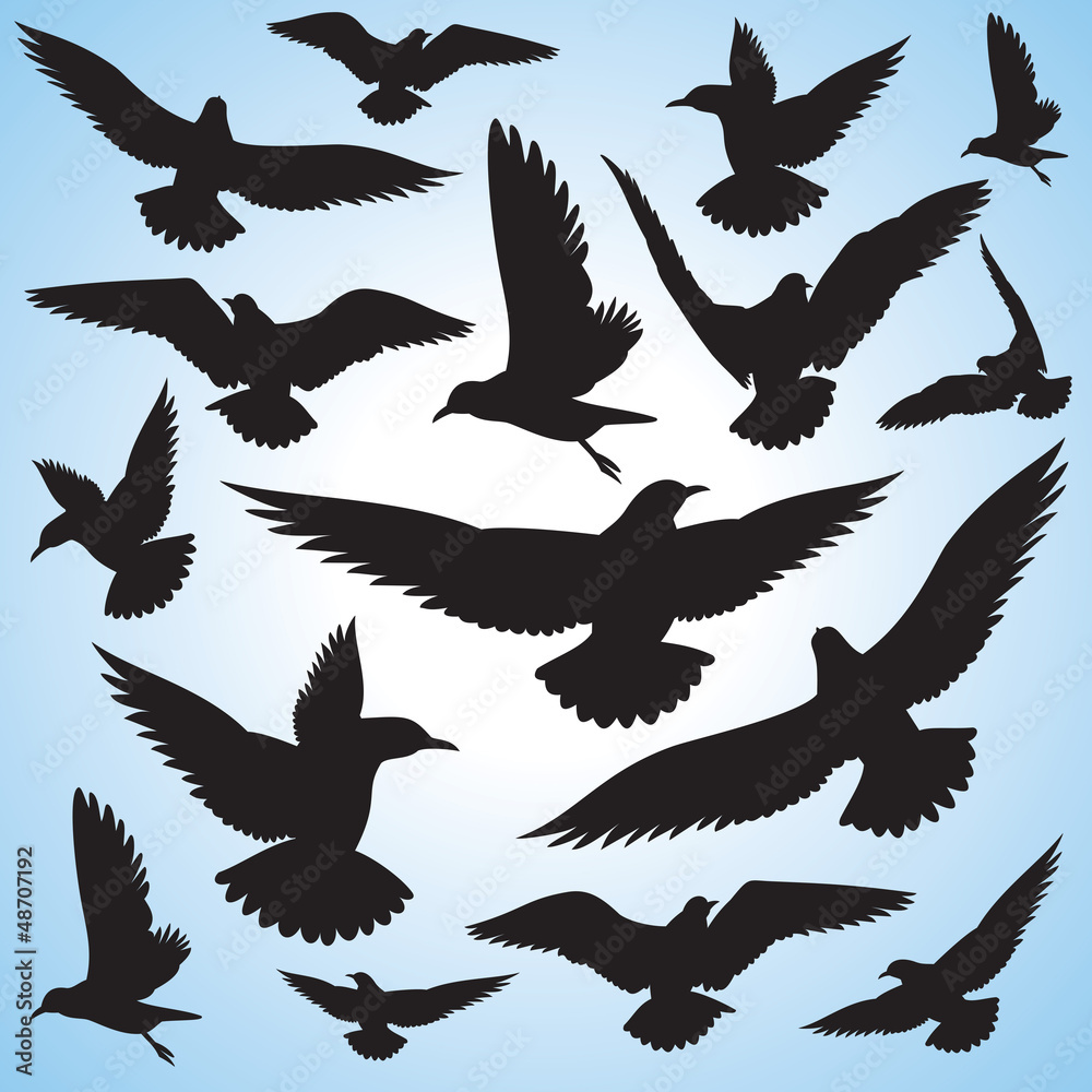 flock of flying birds and sky flock of flying birds and sky