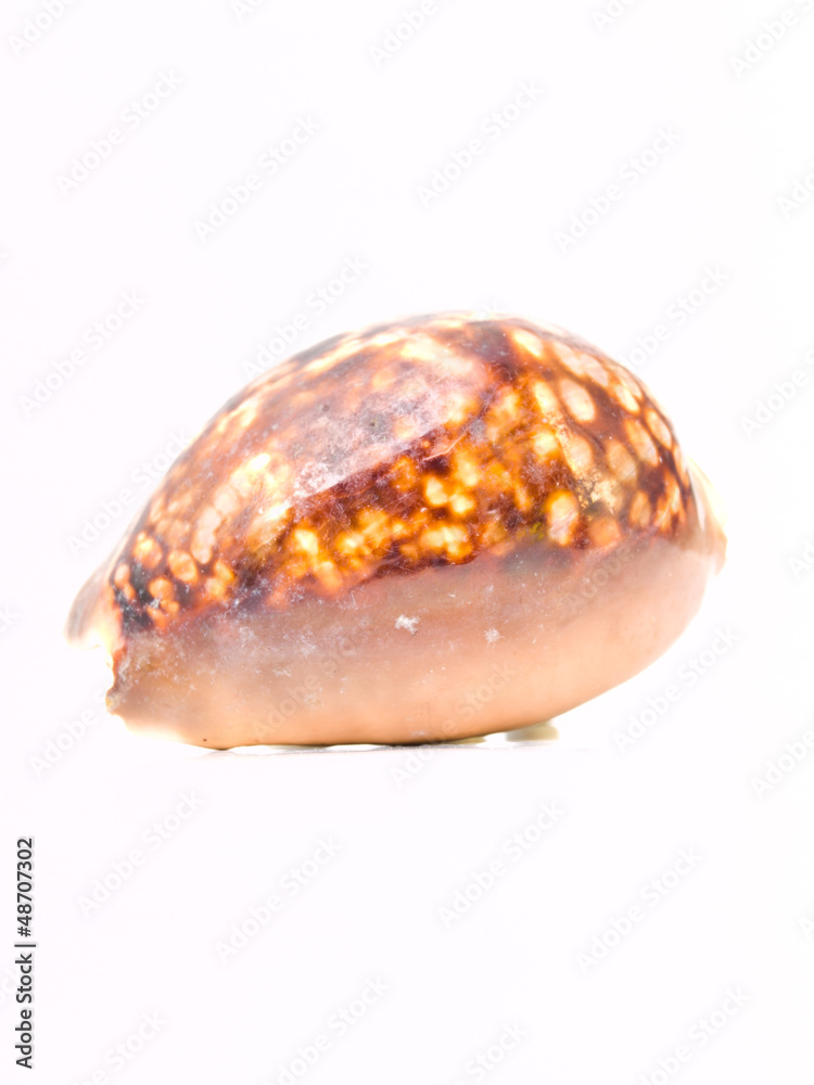 A brown sea shell isolated on white background