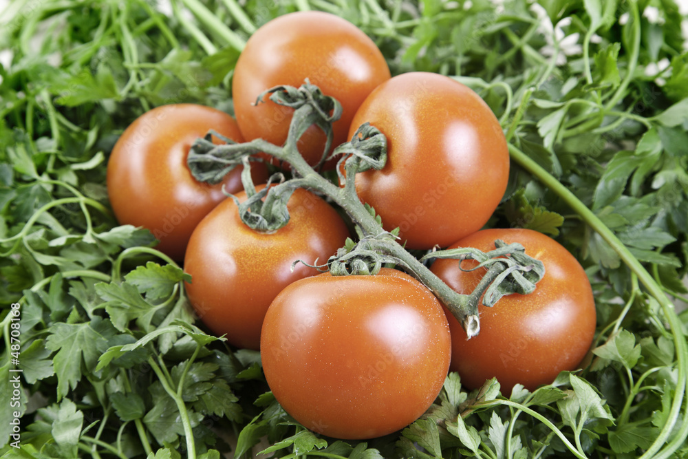Tomatoes on green background Tomatoes on green background