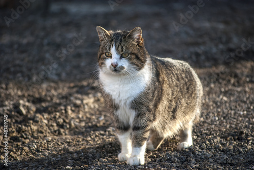 Common country cat on earth ground as background