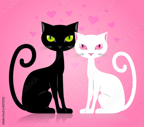 Black and white cat