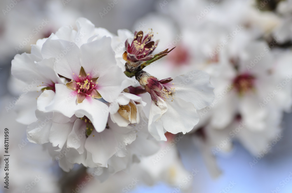 Almond tree flowers Almond tree flowers