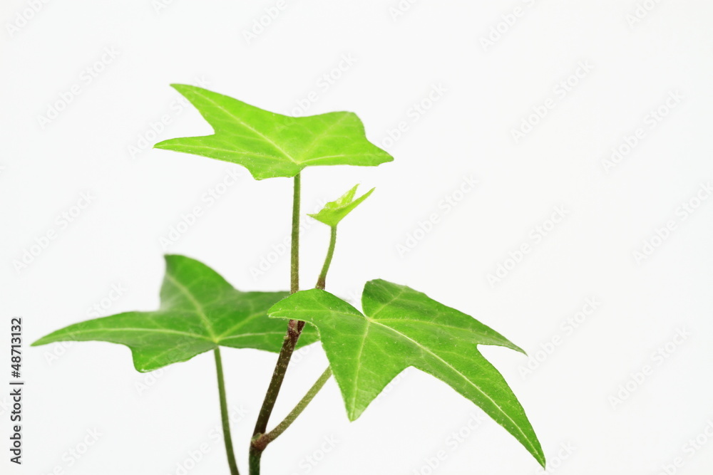 西洋木蔦 Images – Browse 32 Stock Photos, Vectors, and Video