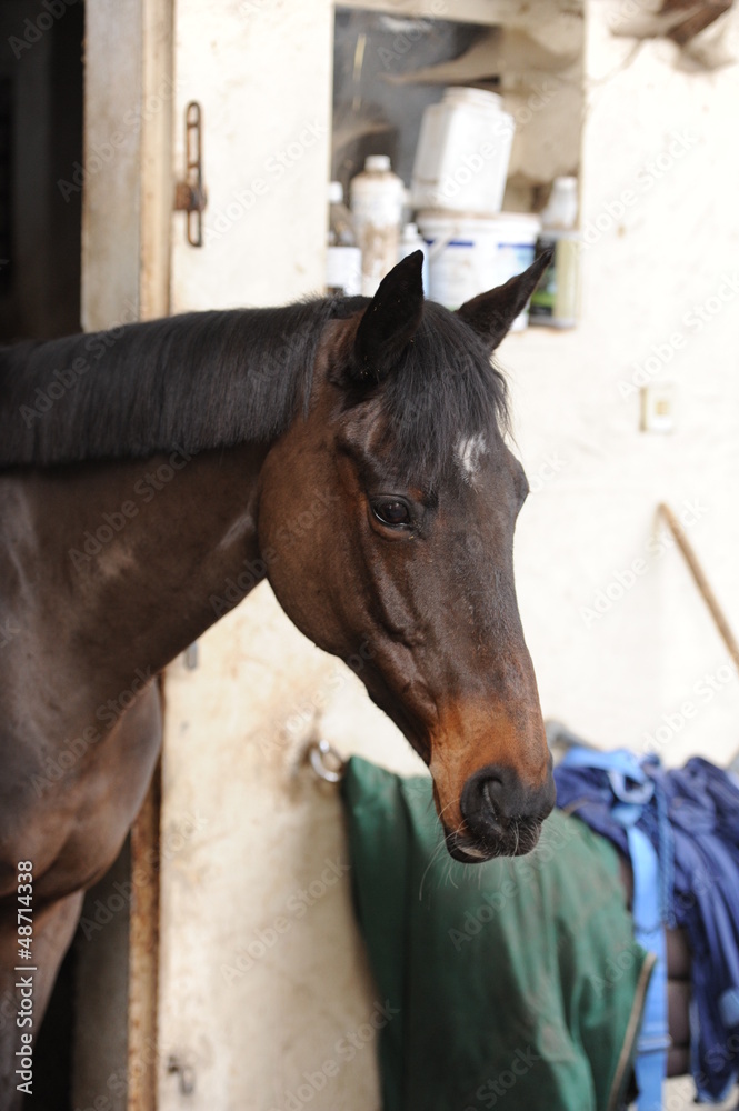 Fototapeta premium cavalière