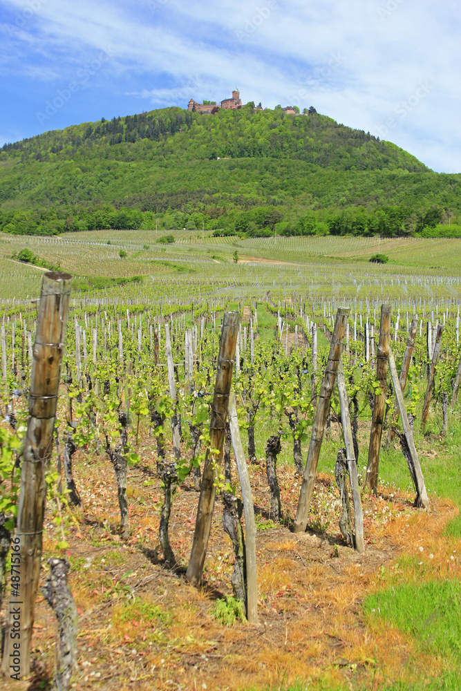 Weinberge im Elsass, Frankreich
