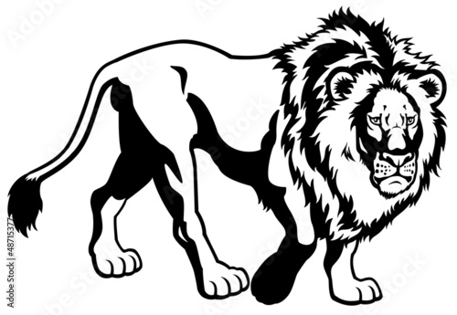 Fototapeta Naklejka Na Ścianę i Meble -  lion black white image
