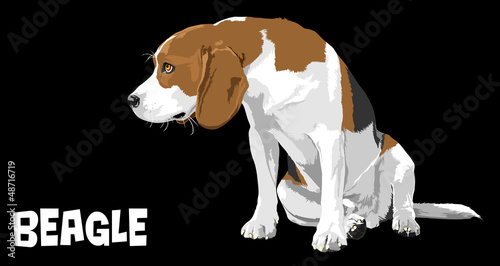 dog beagle