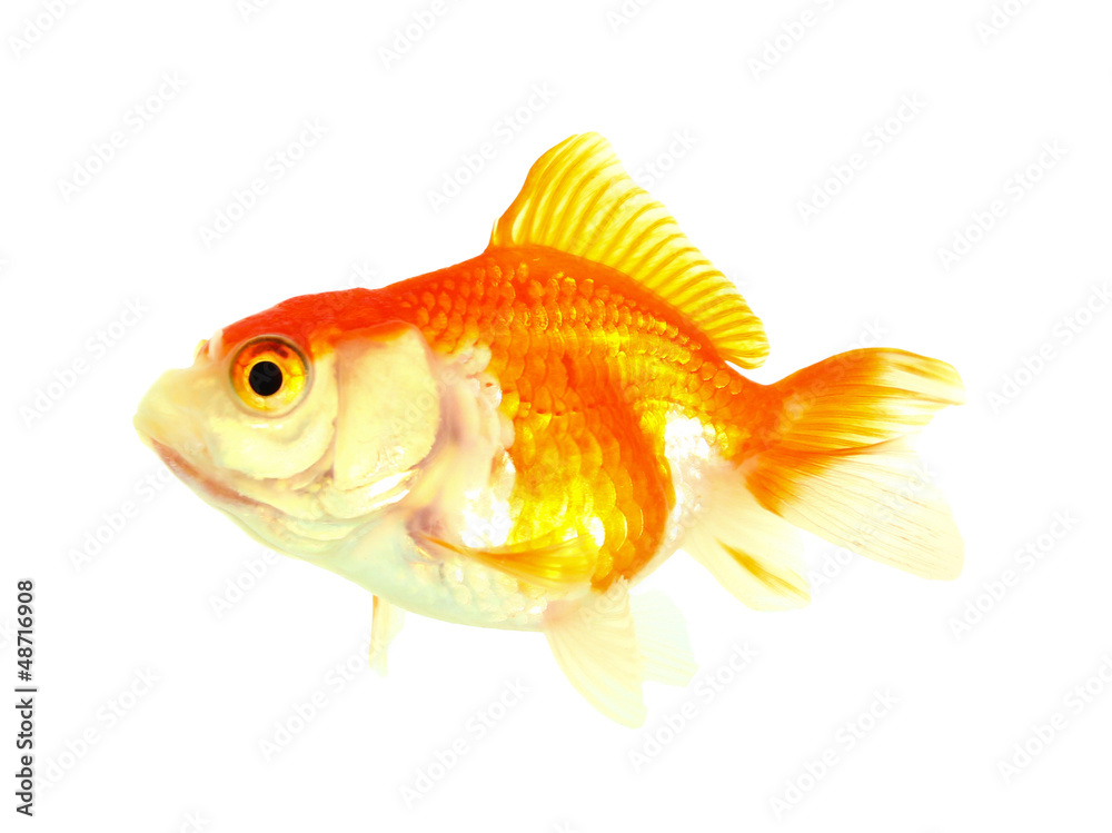 Gold fish. Isolation on the white