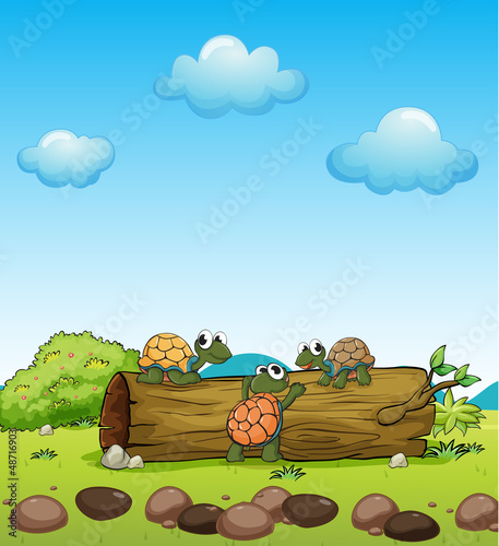 Smiling turtles on a dry wood