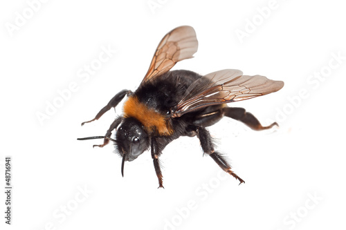 Bumble Bee Isolated
