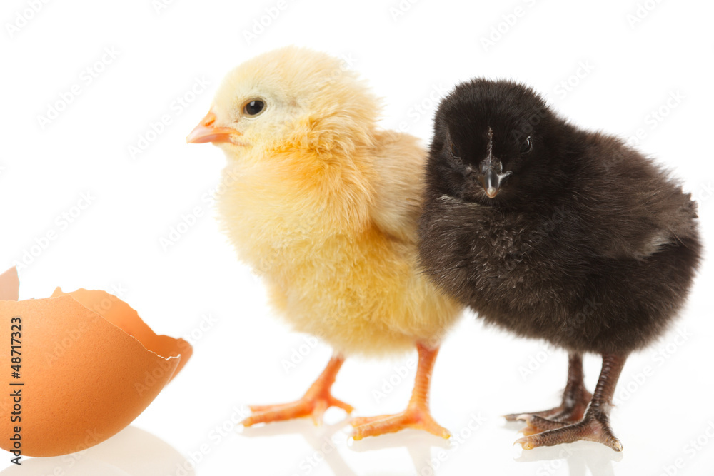 Fototapeta premium baby chicken and egg on white