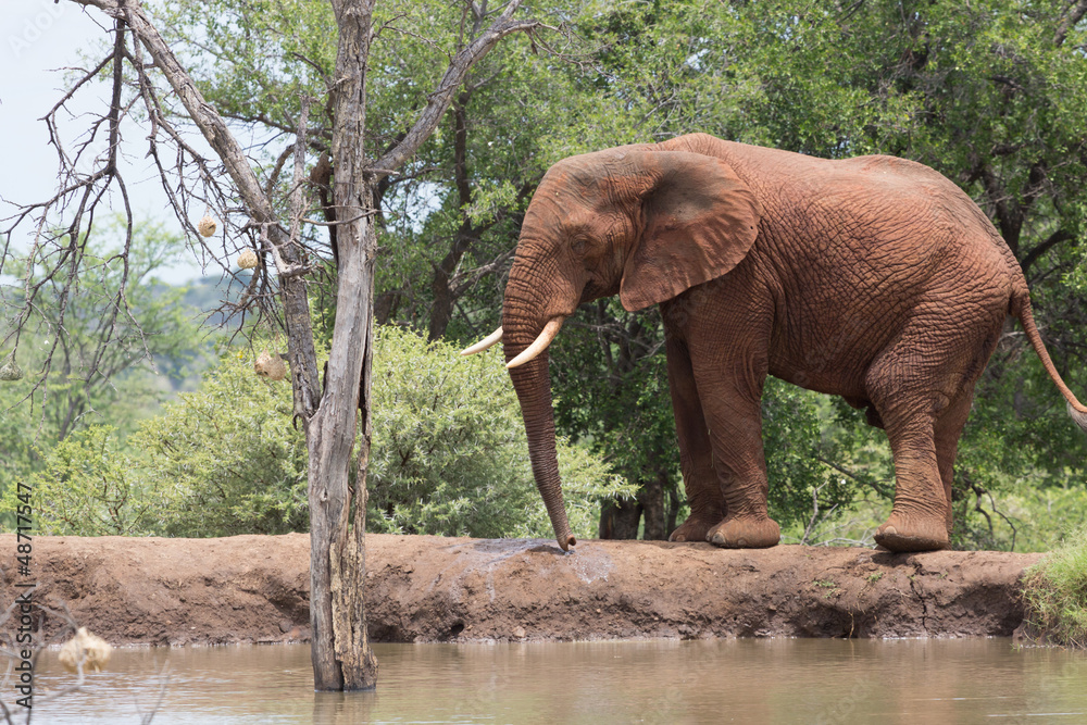 Obraz premium Mâle éléphant au bord d'un point d'eau