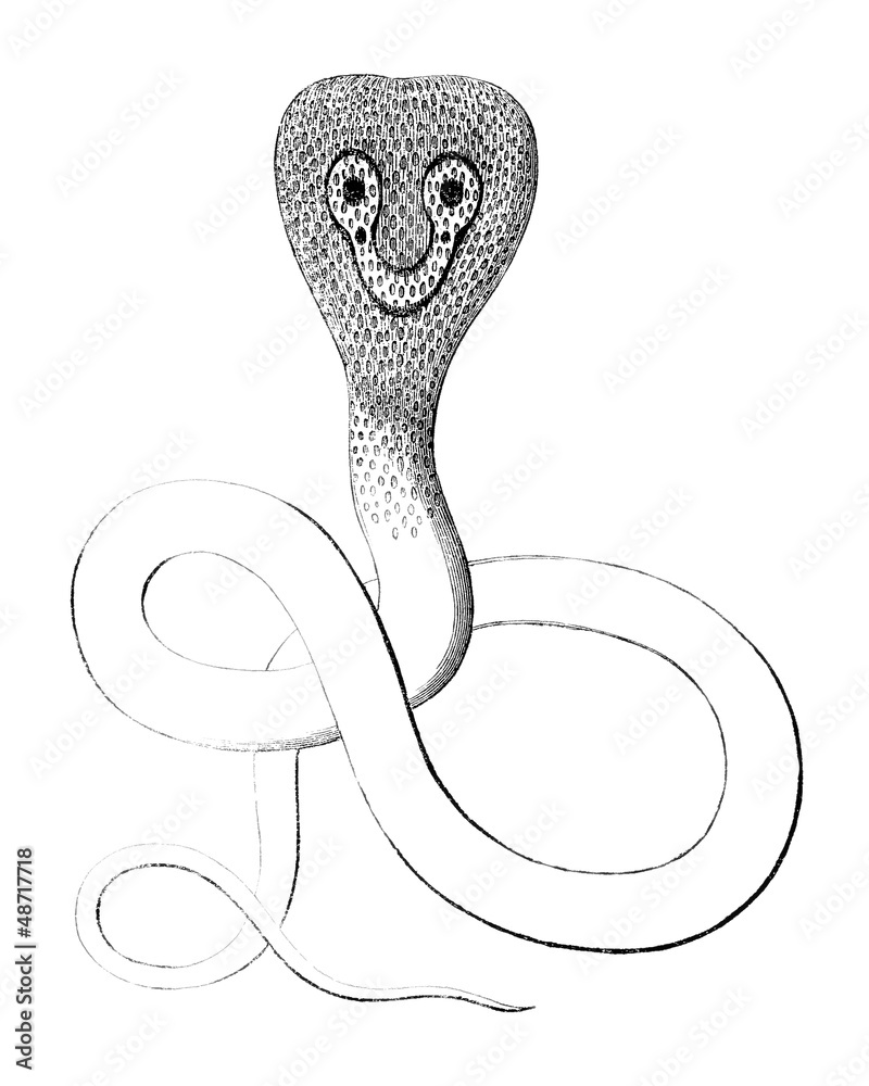 Fototapeta premium Cobra - Stylised Drawing