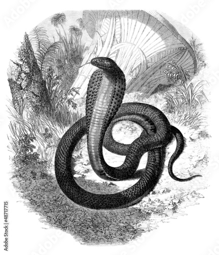 Quadro su tela Snake : Cobra (Naia Haje)