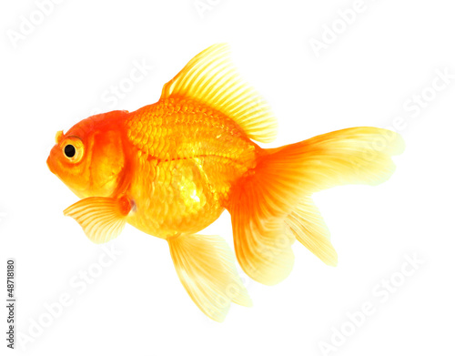 Gold fish. Isolation on the white