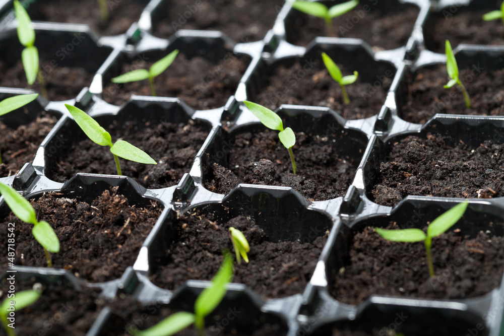 Many young seedlings in germination tray Many young seedlings in germination tray