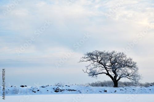 Frosty oak