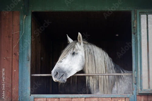 White Horse in a Stable