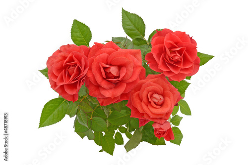 red roses isolated on white background