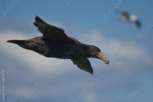 Southern Giant Petrel flying © Fabio Lotti