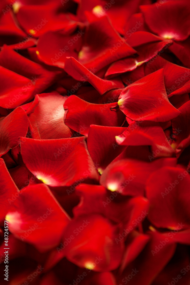 Background of red rose petals Background of red rose petals