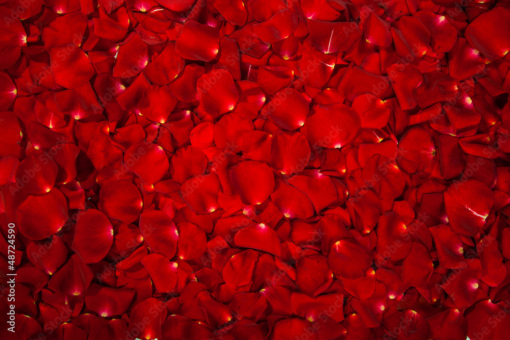 Obraz premium Tło czerwone płatki róż