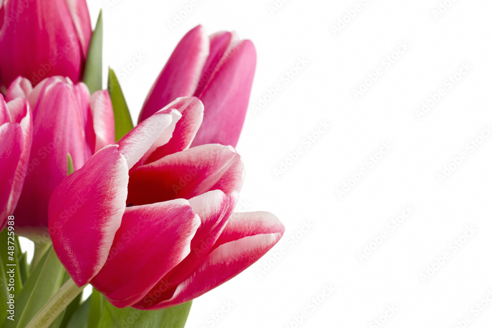 Several pink tulips on a white background