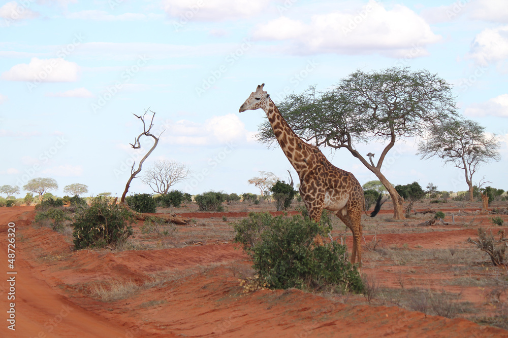 Obraz premium giraffa - Kenya