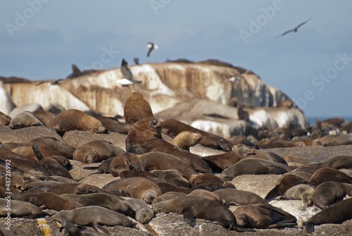 South American sea lion © kerstiny
