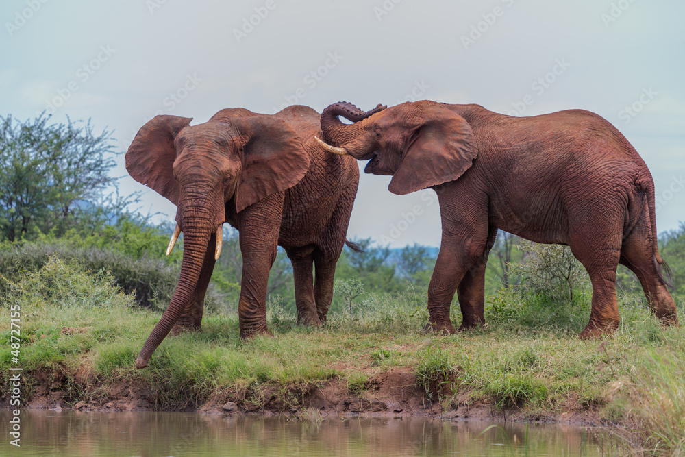 Fototapeta premium Deux éléphants mâles en lutte de pouvoir 
