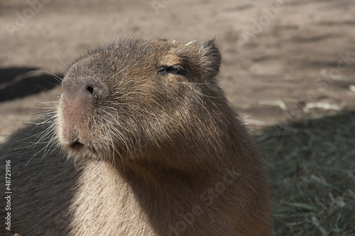 Animale - Capibara photo