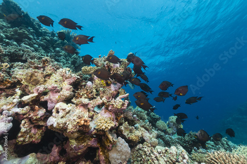 Fish and tropical reef in the Red Sea.