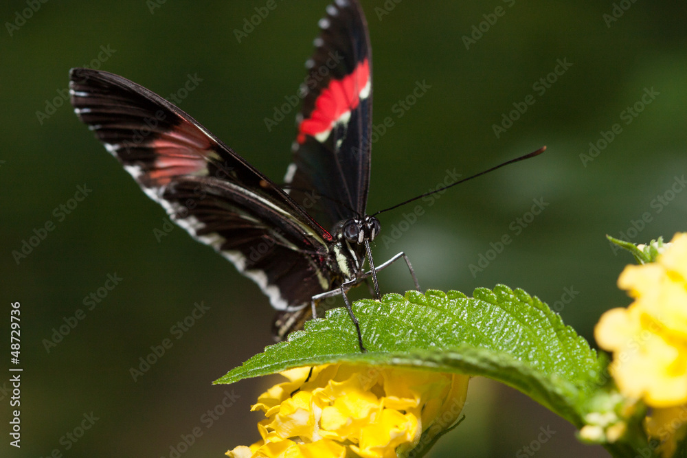 Fototapeta premium Schmetterling