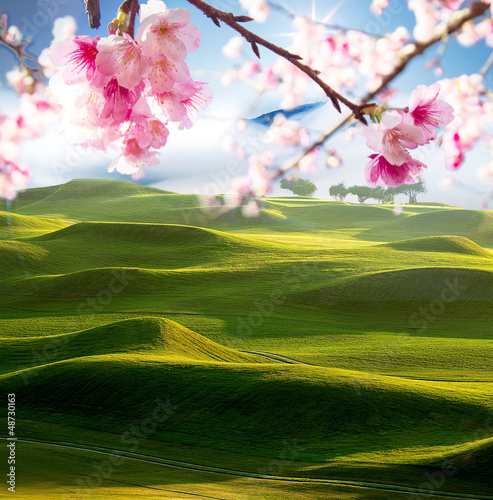 fairway of a beautiful golf course with nice sakura flower