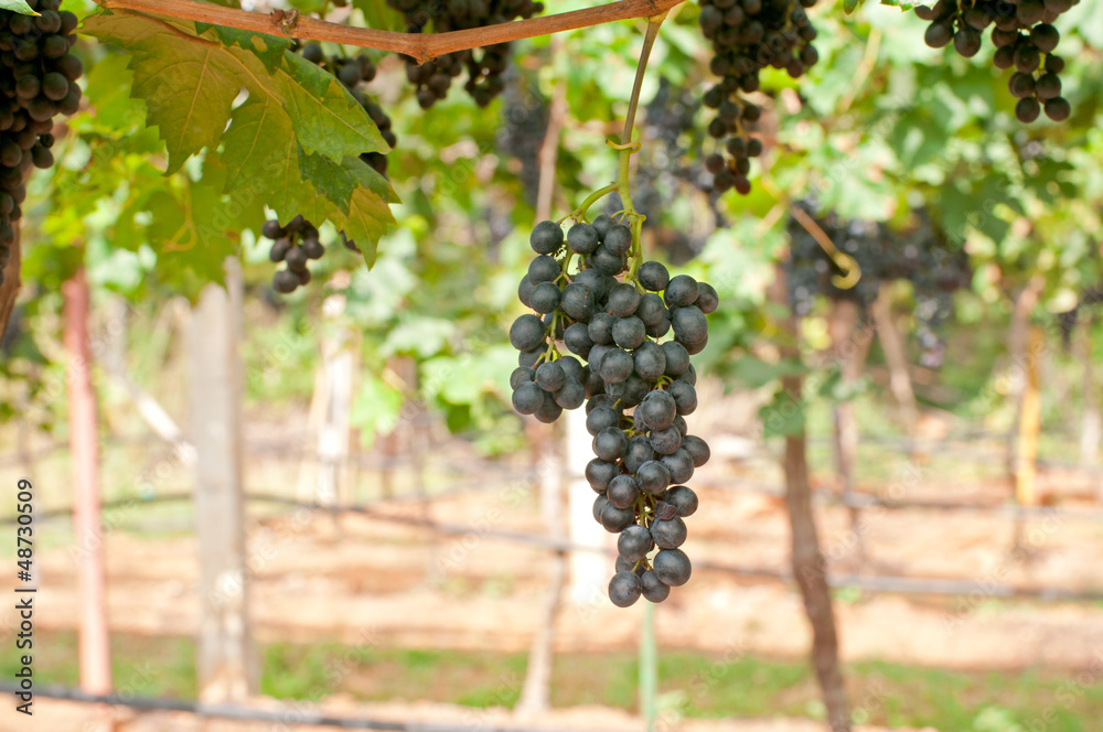 Vineyard in Thailand