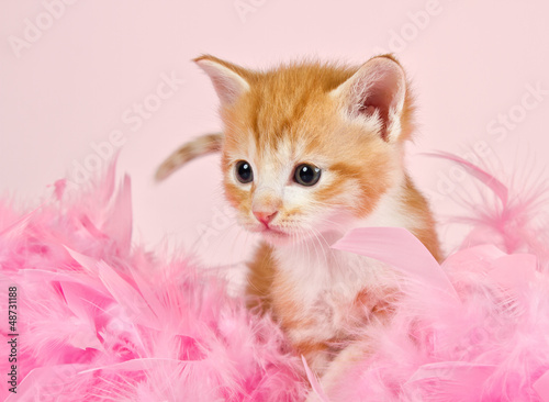 Pink feathers surrounding a ginder kitten