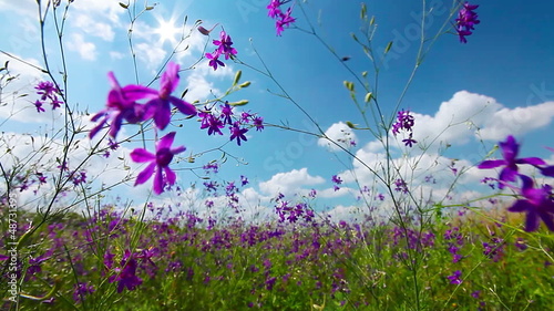 spring flowers photo