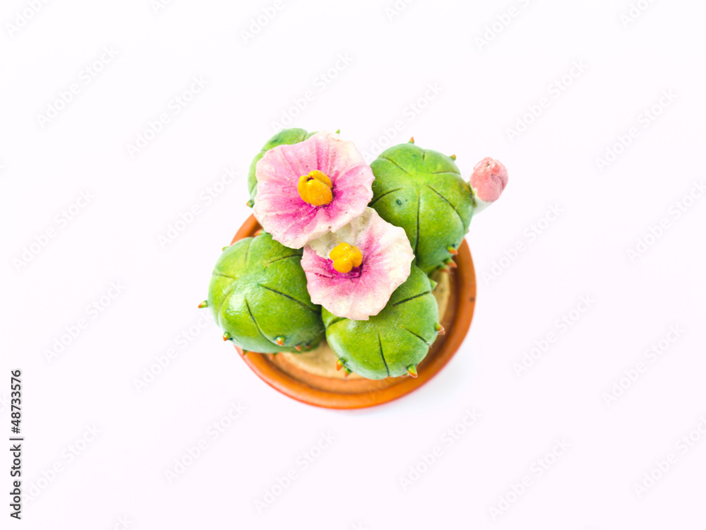 A miniature cactus model from top view isolated on white backgro A miniature cactus model from top view isolated on white backgro