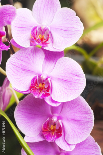 Orchid on the abstract blurred background