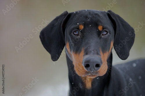 Billede på lærred Schwarzer Hund - Dobermann - Portrait