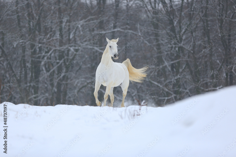 Naklejka premium Pferde - Schnee